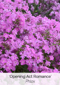 Plant image 5