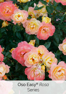oso-easy-rosa-series