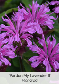 Plant image 1
