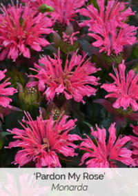 Plant image 2