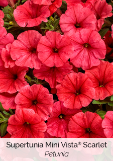 petunia-supertunia-mini-vista-scarlet
