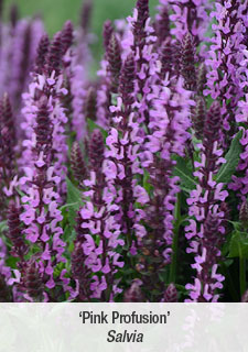 pink-profusion-salvia
