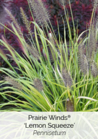 Plant image 3