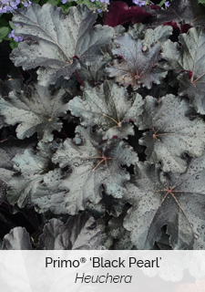 primo-black-pearl-heuchera