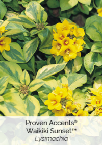 proven-accents-waikiki-sunset