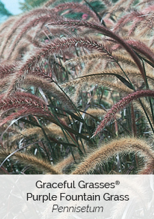 purple-fountain-grass