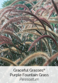 Purple Fountain Grass