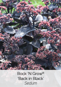 Plant image 4