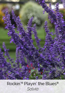 rockin-playin-the-blues-salvia