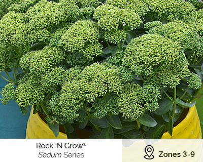 Rock 'n Grow