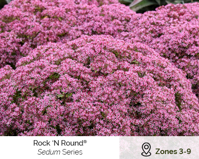 Rock n round