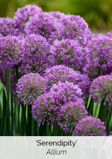 serendipity-allium