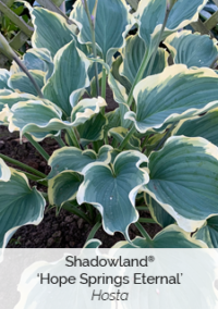 Plant image 5