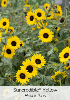 suncredible-yellow-helianthus