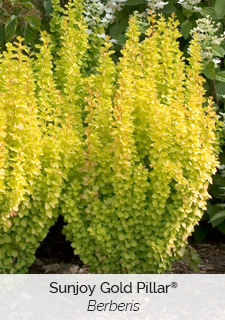 Sunjoy Gold Pillar