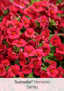 sunsatia-nemesia