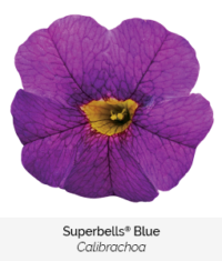 Superbells Blue