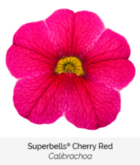 Superbells Cherry Red
