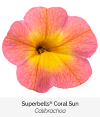 Superbells Coral Sun
