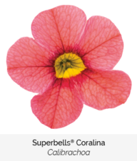 Superbells Coralina