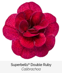 Superbells double ruby
