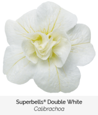 superbells double white