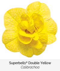 superbells double yellow