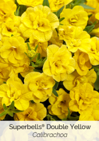 superbells-double-yellow