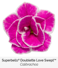 superbells doublette love swept