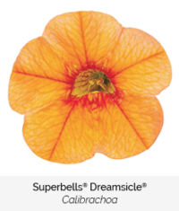 superbells dreamsicle