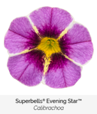 Superbells Evening Star