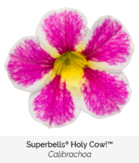 superbells holy cow