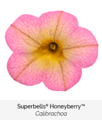 superbells honeyberry