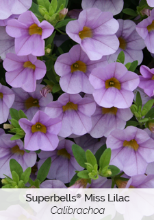superbells-miss-lilac-calibrachoa