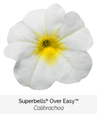 superbells over easy