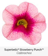 superbells strawberry punch