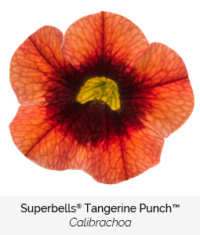 Superbells Tangerine Punch