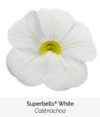 superbells white