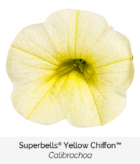 Superbells yellow chiffon