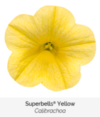 superbells yellow
