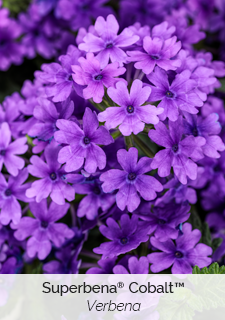 superbena-cobalt-verbena