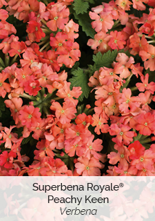 superbena-royale-peachy-keen-verbena
