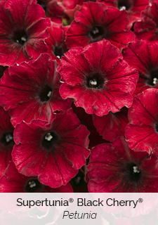 Supertunia Black Cherry