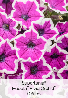 supertunia-hoopla-vivid-orchid