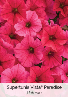 A Guide To Mindful Gardening