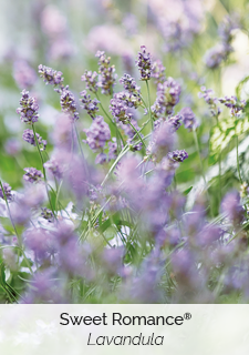 sweet-romance-lavandula