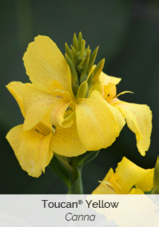 toucan-yellow-canna