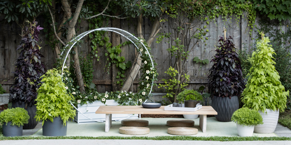 trellis 