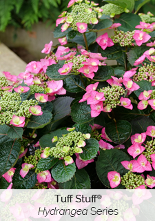 tuff-stuff-hydrangea