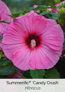 summerific-candy-crush-hibiscus